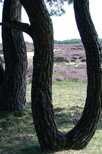 Foto van 9459 Balloërveld