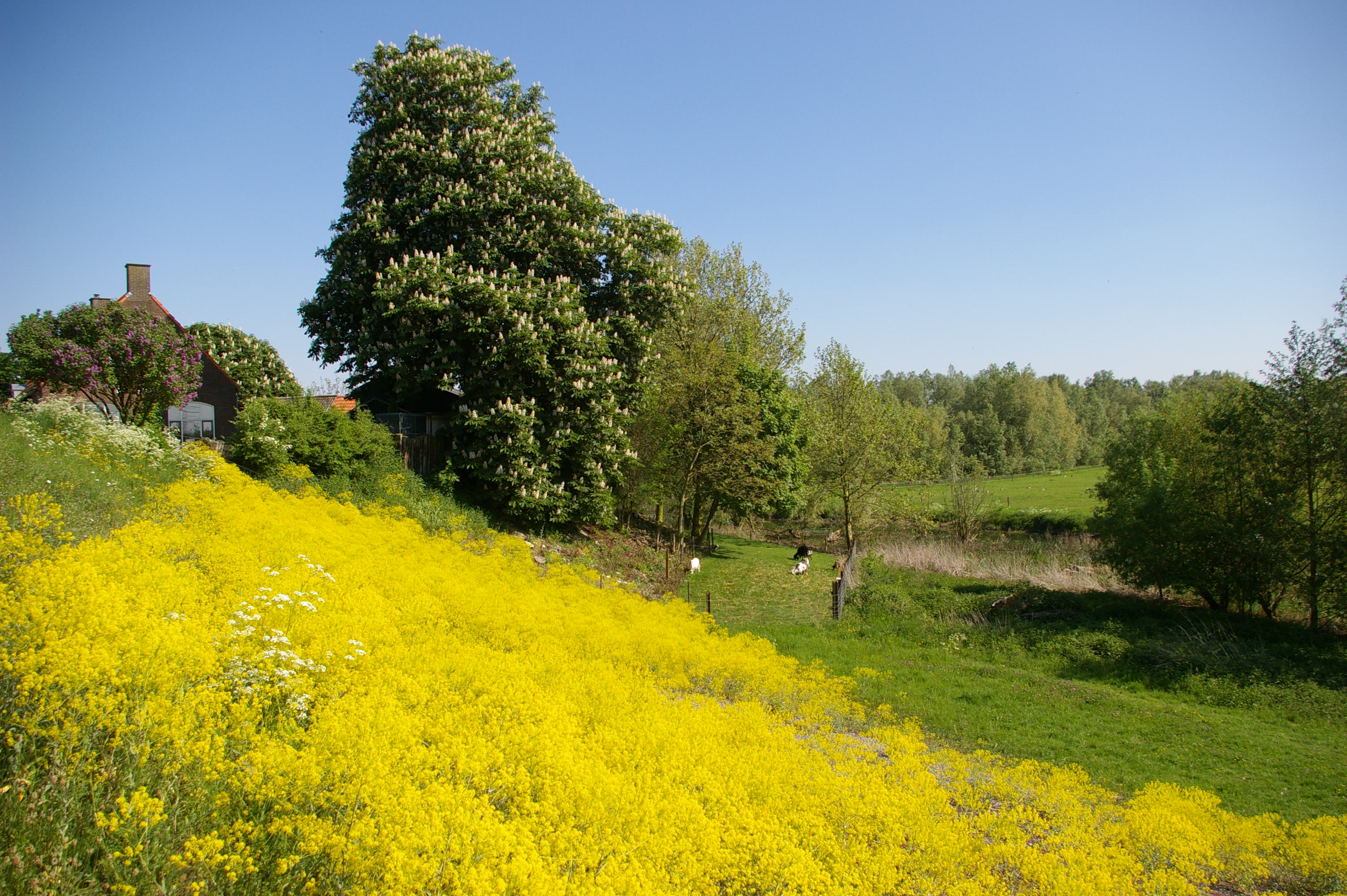 Foto van Bemmel