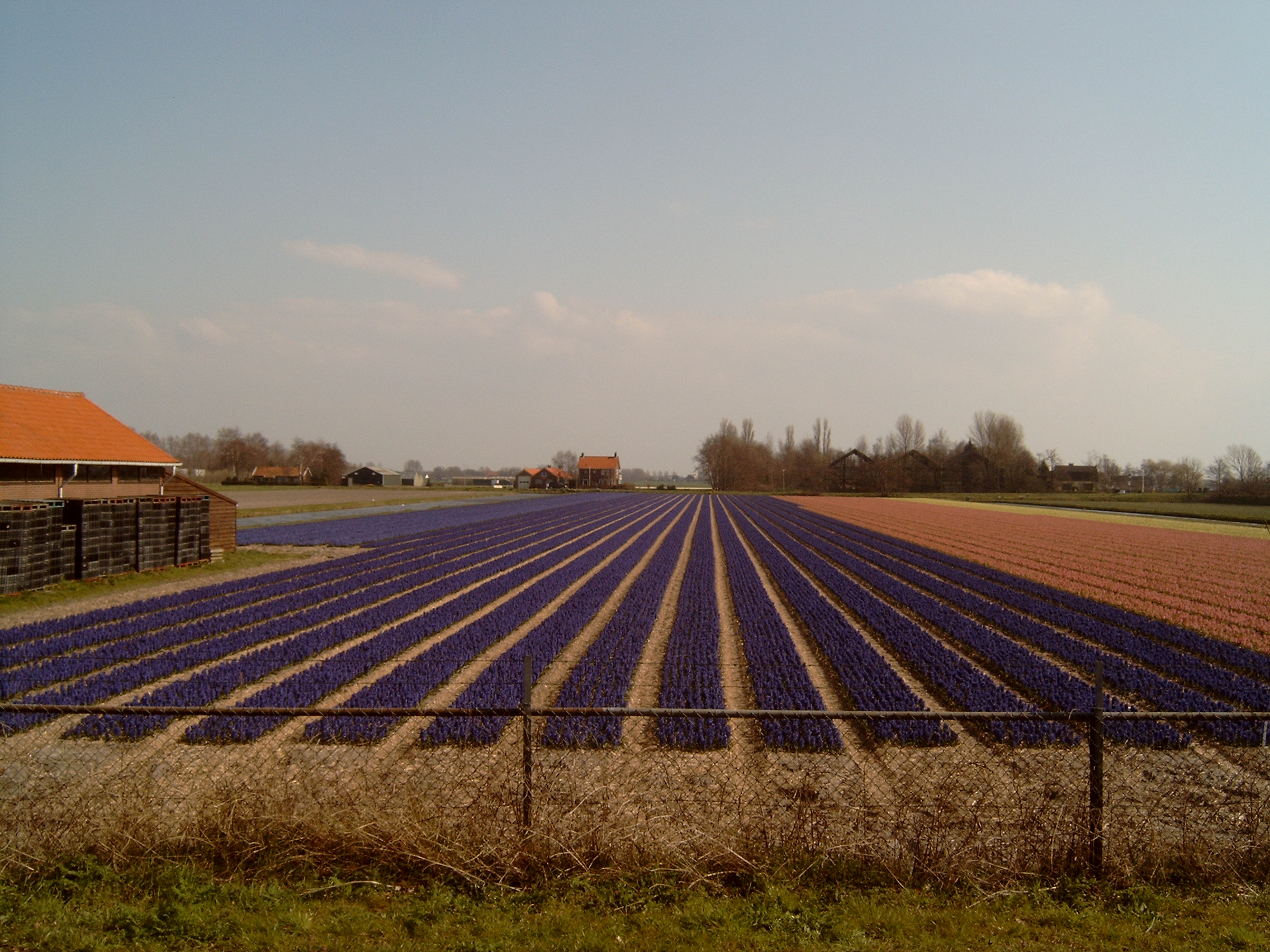 Foto van Hillegom