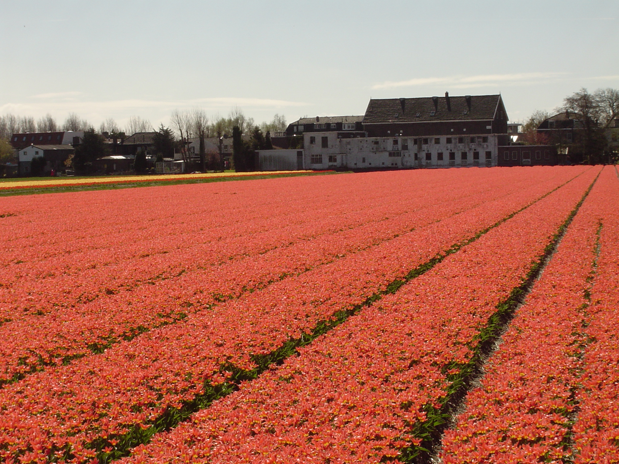 Foto van Hillegom