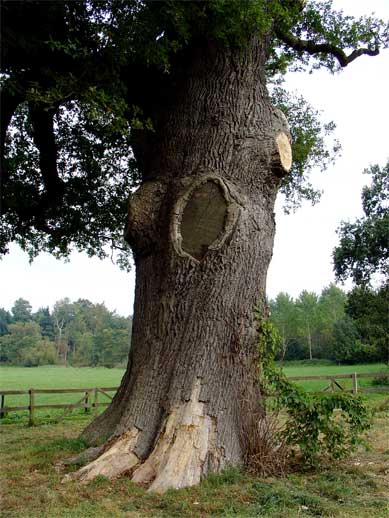 Foto van Laren