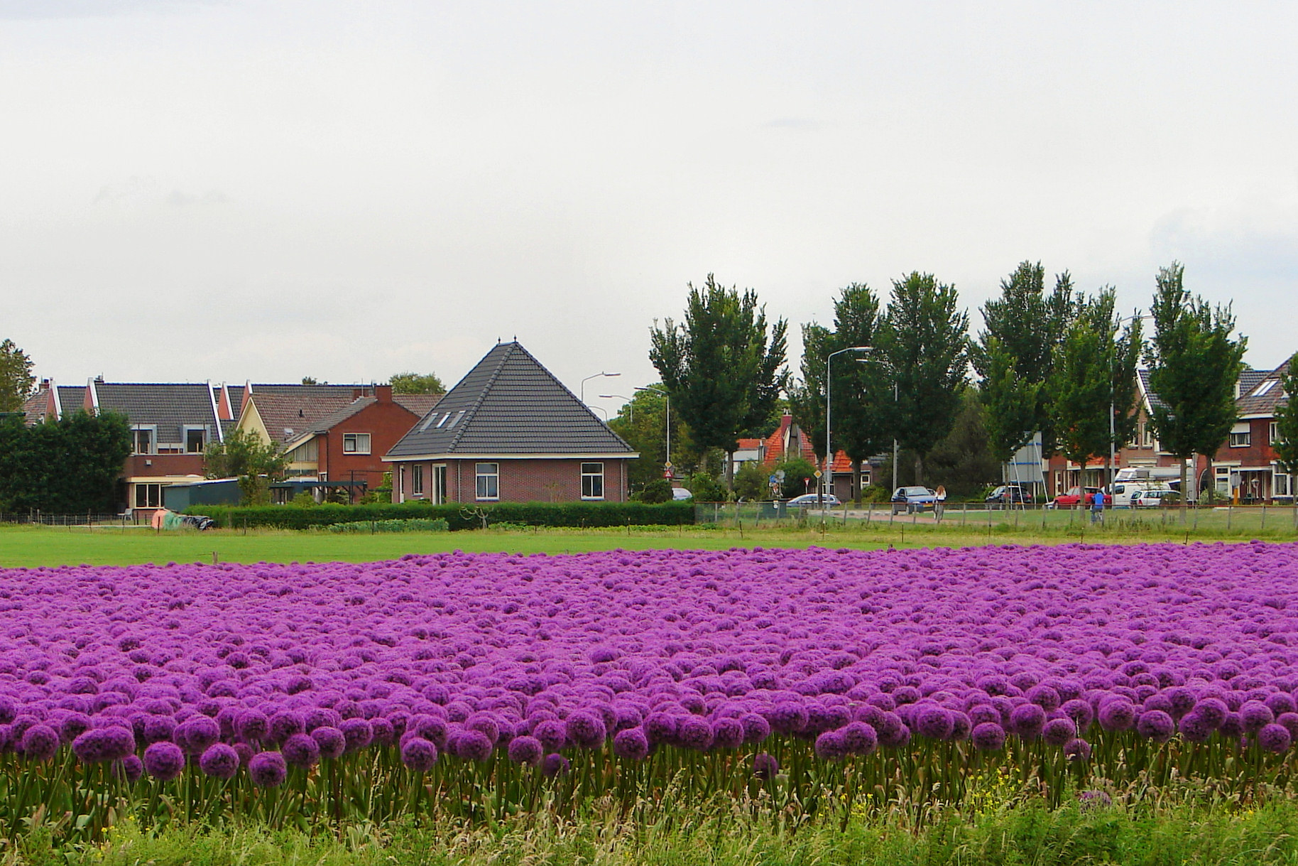 Foto van Limmen