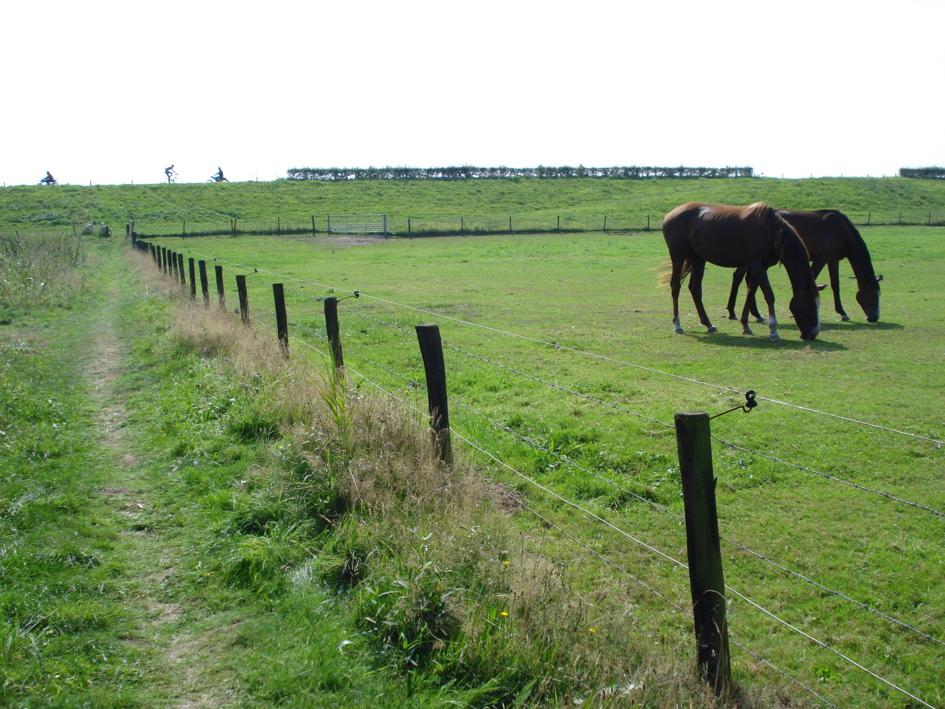 Foto van Nederasselt