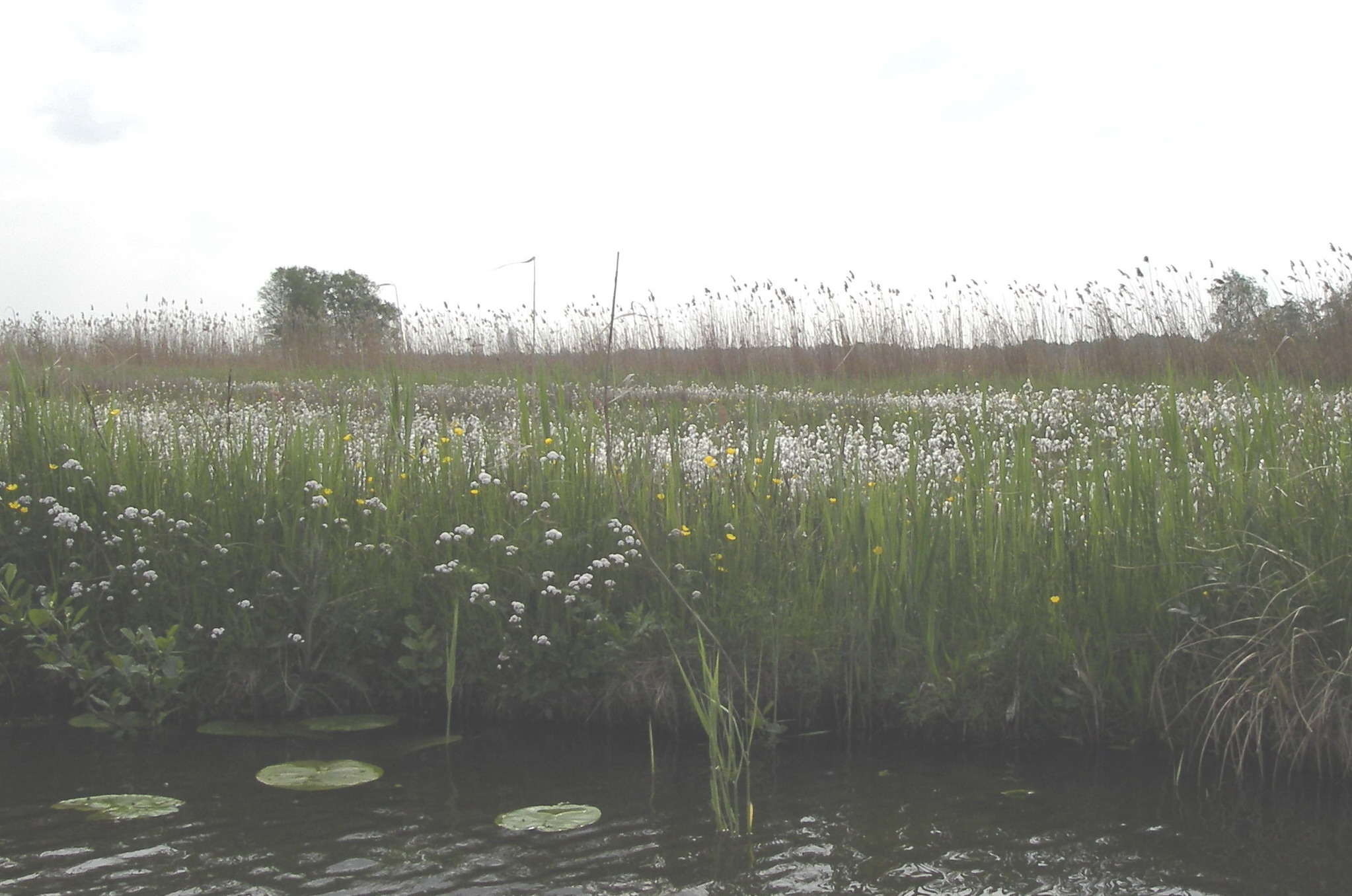 Foto van 2420 - 2421 Nieuwkoop