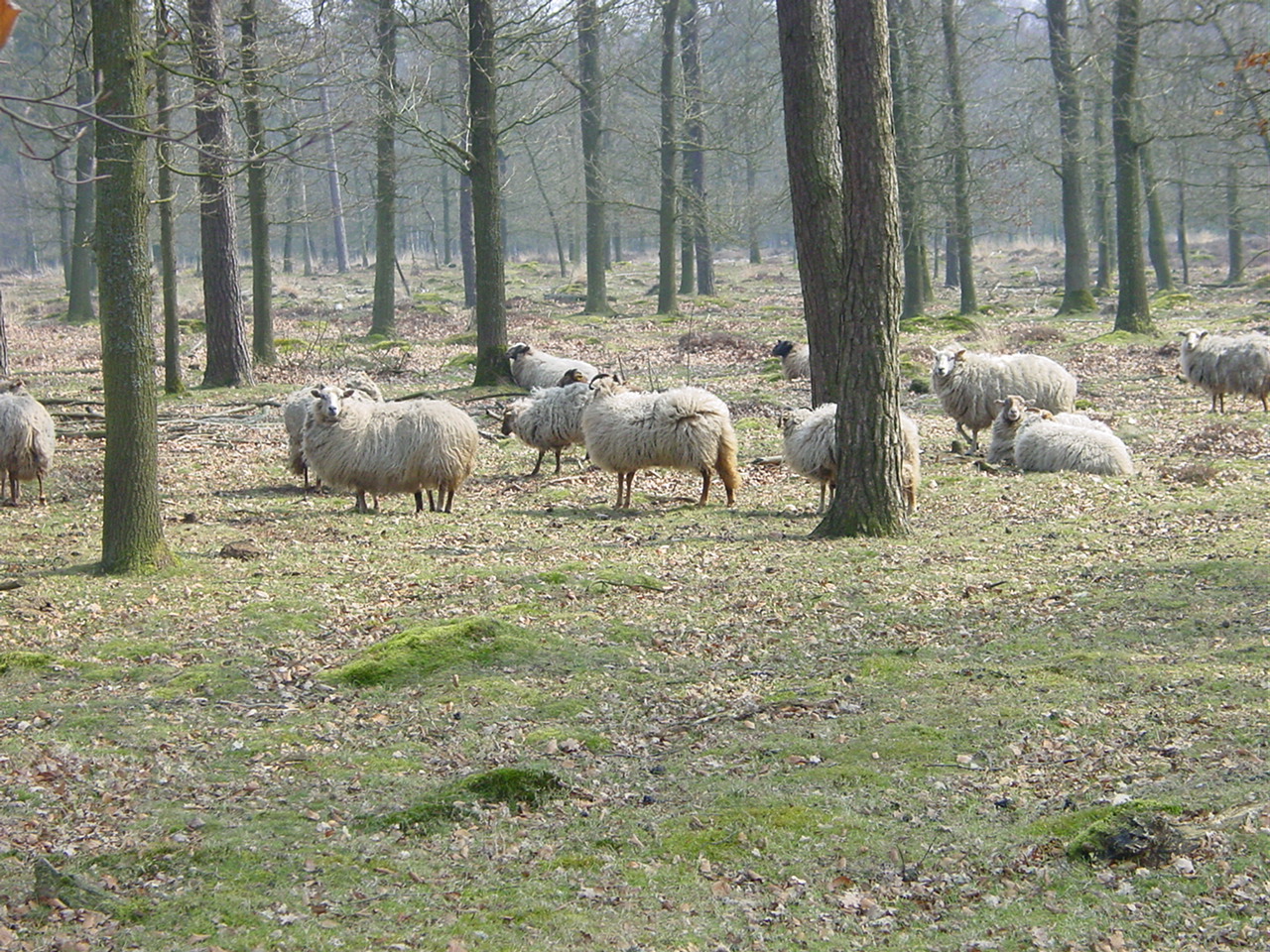 Foto van Odoornerveen