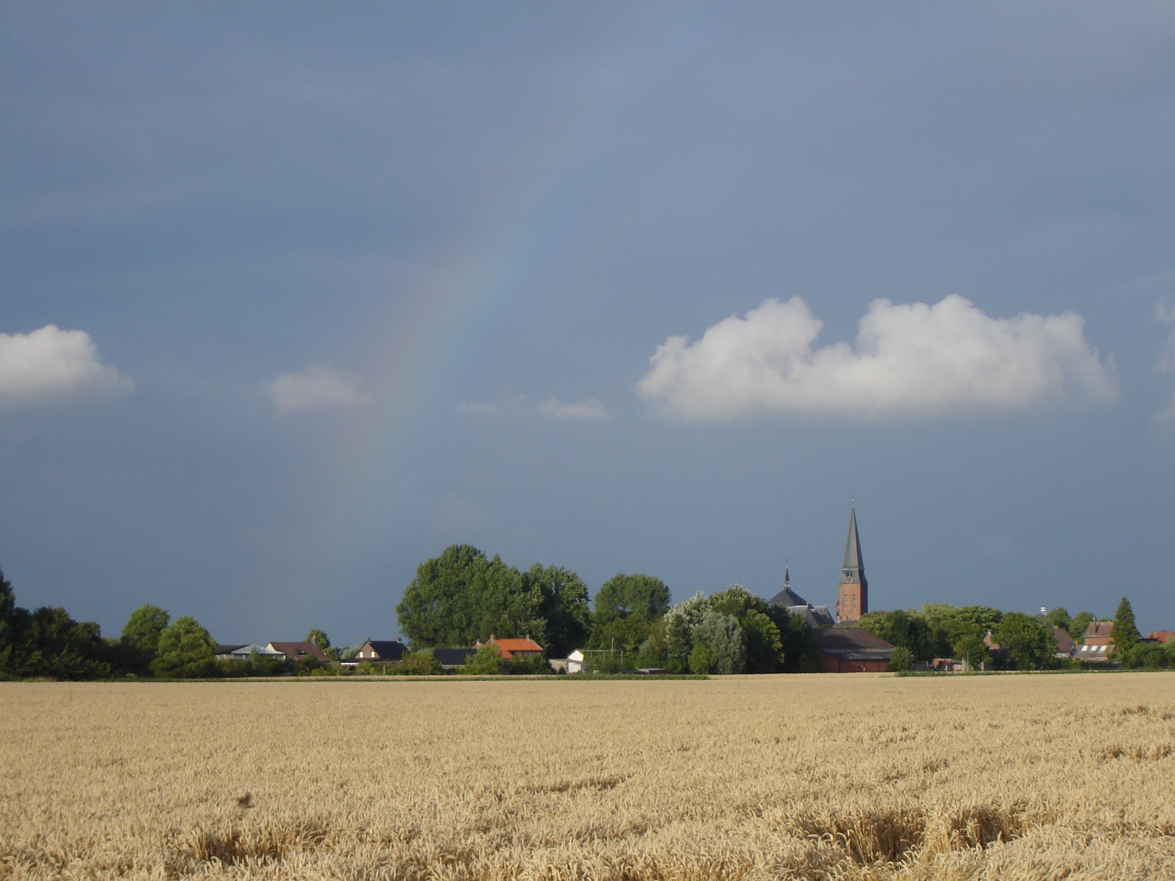 Foto van Ossenisse