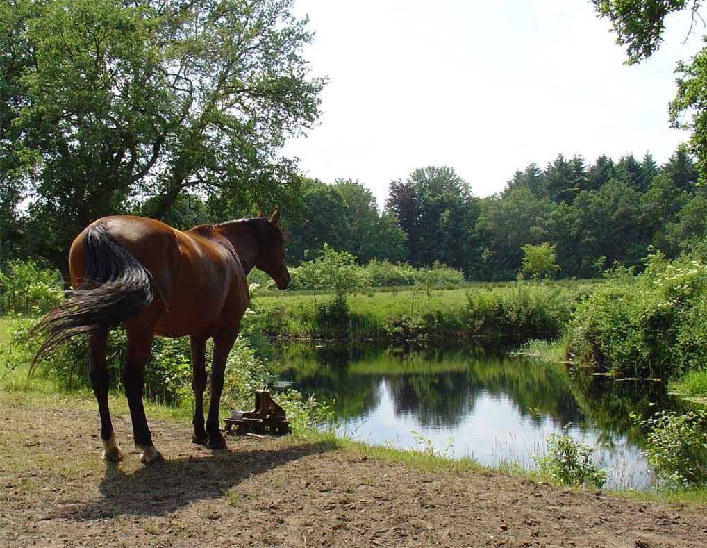 Foto van Peest