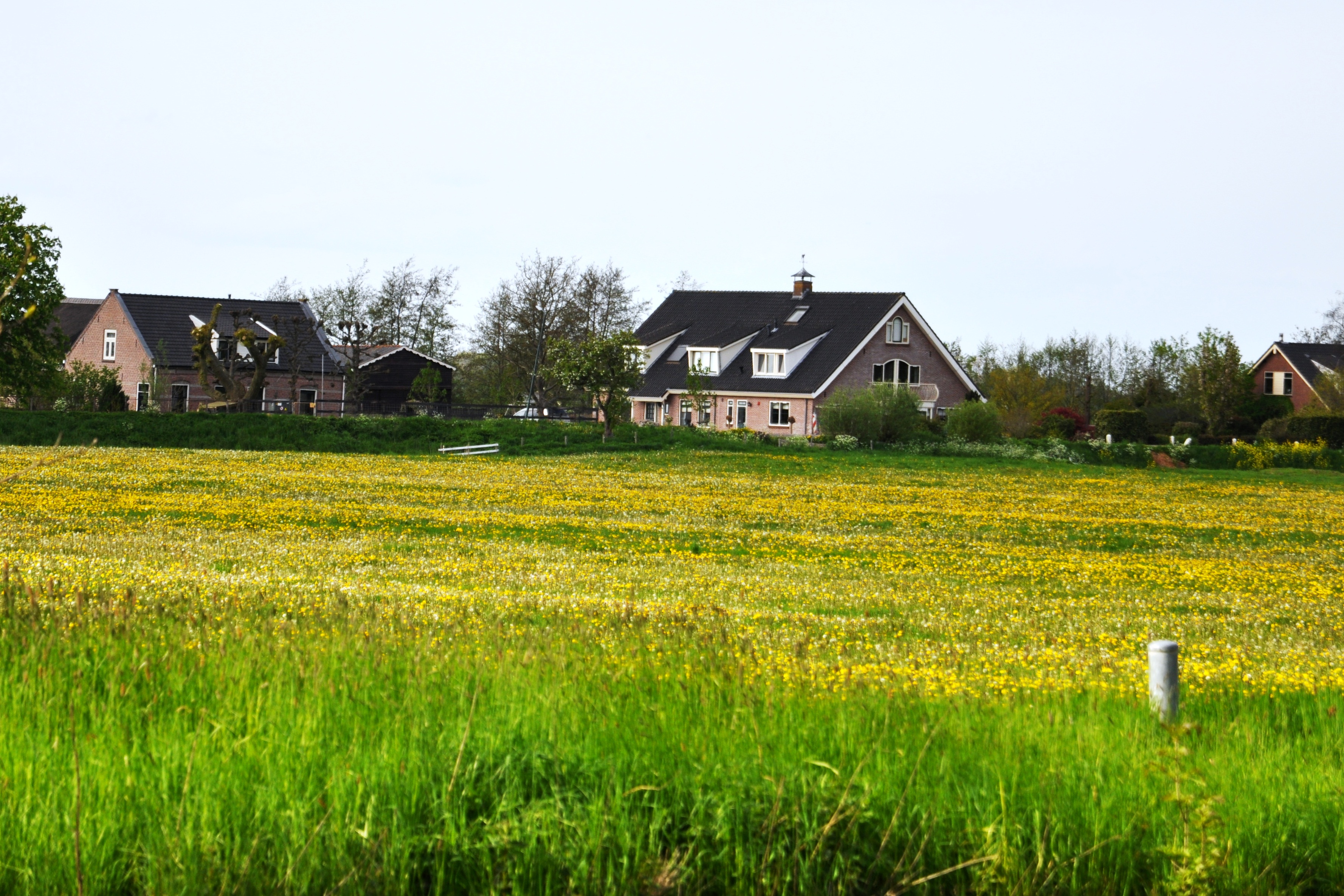 Foto van Snelrewaard